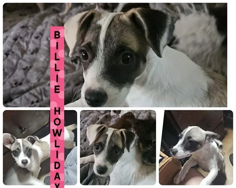 A baby small-sized female Chihuahua dog named Billie Howliday for adoption in Eugene, OR