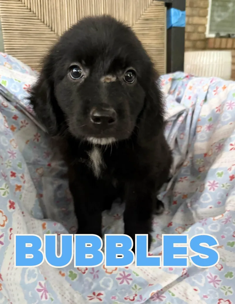 A baby large-sized male Great Pyrenees dog named Bubbles for adoption in Shalimar, FL