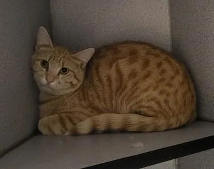 An adult medium-sized male Orange / Red Domestic Short Hair cat named Redbone for adoption in Canon City, CO