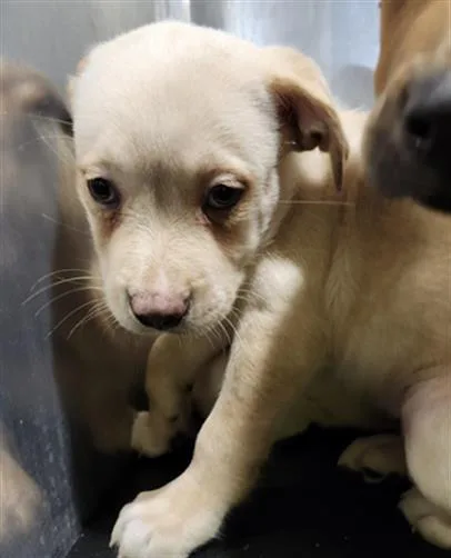 A baby medium-sized male American Staffordshire Terrier dog named Mick for adoption in San Antonio, TX
