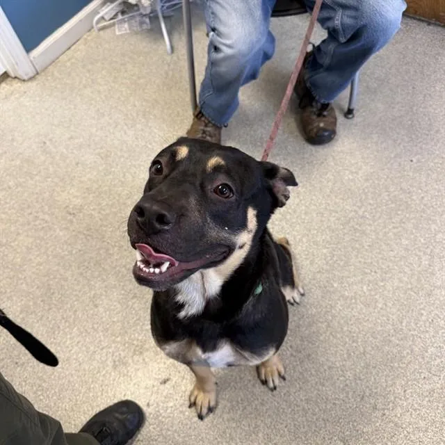 A young medium-sized male German Shepherd Dog dog named Bart for adoption in Alameda, CA
