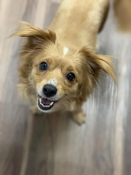 A young small-sized female Chihuahua dog named Indy for adoption in Sacramento, CA