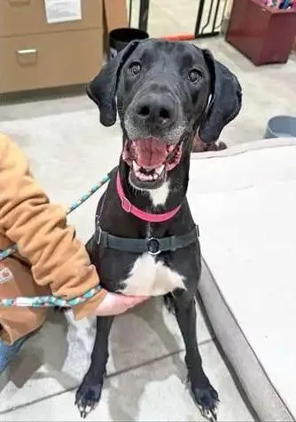 An adult large-sized female Great Dane dog named Lady for adoption in Coupeville, WA