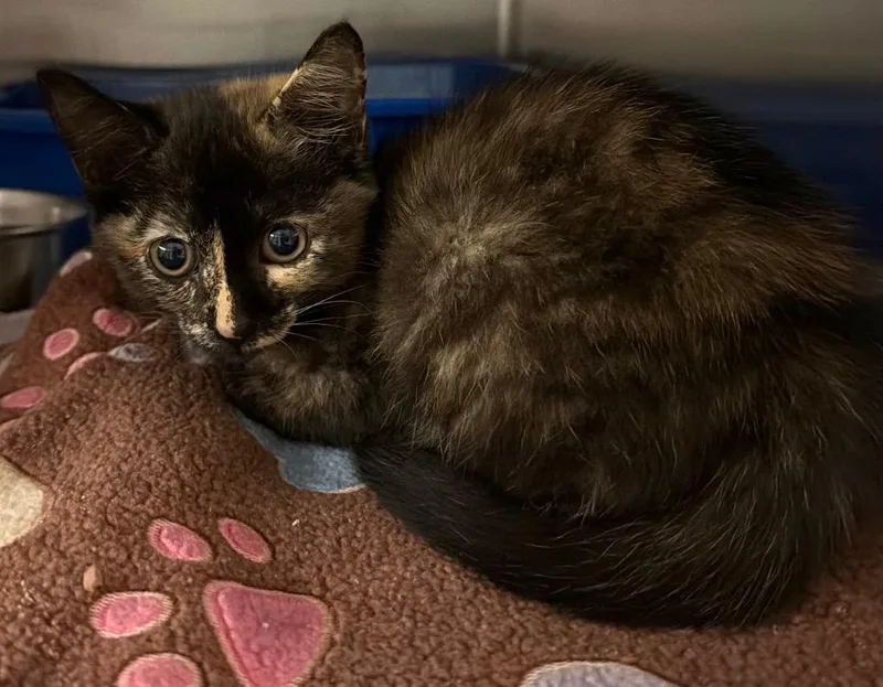 A baby small-sized female Domestic Short Hair cat named Octagon for adoption in Ocala, FL