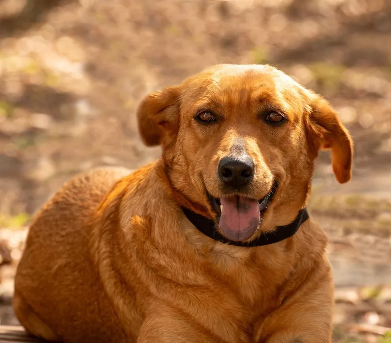A young medium-sized female Apricot / Beige Golden Retriever dog named Caty for adoption in Orlando, FL