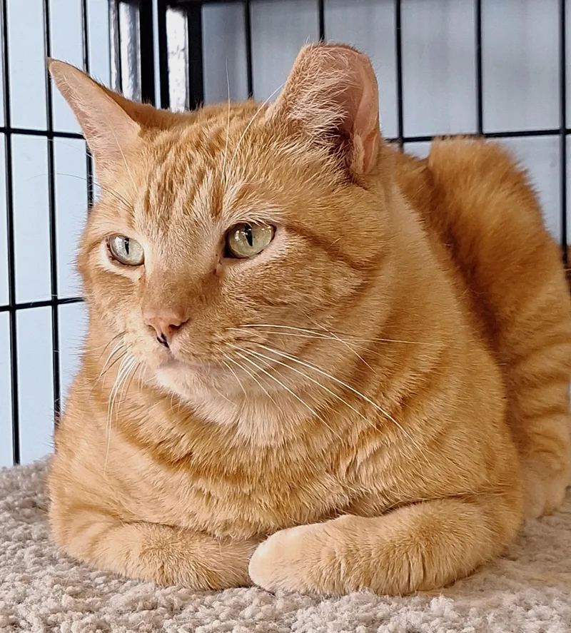 An adult large-sized male Domestic Short Hair cat named Garfield for adoption in Spokane Valley, WA