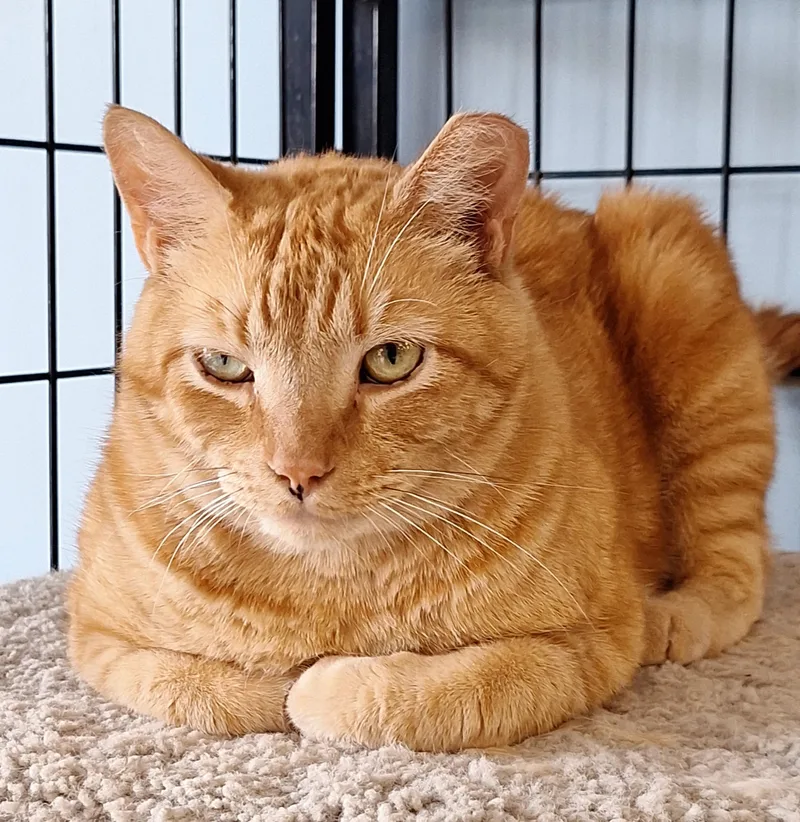 Garfield thumbnail 2