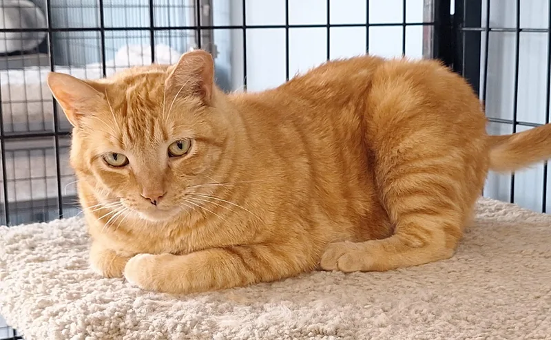 Garfield thumbnail 3