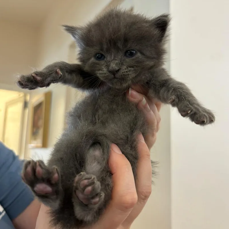 A baby small-sized female Gray / Blue / Silver Domestic Short Hair cat named Flower for adoption in Gloucester, VA