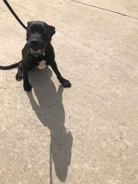 A young large-sized male Mixed Breed dog named Blackberry for adoption in Dallas, TX