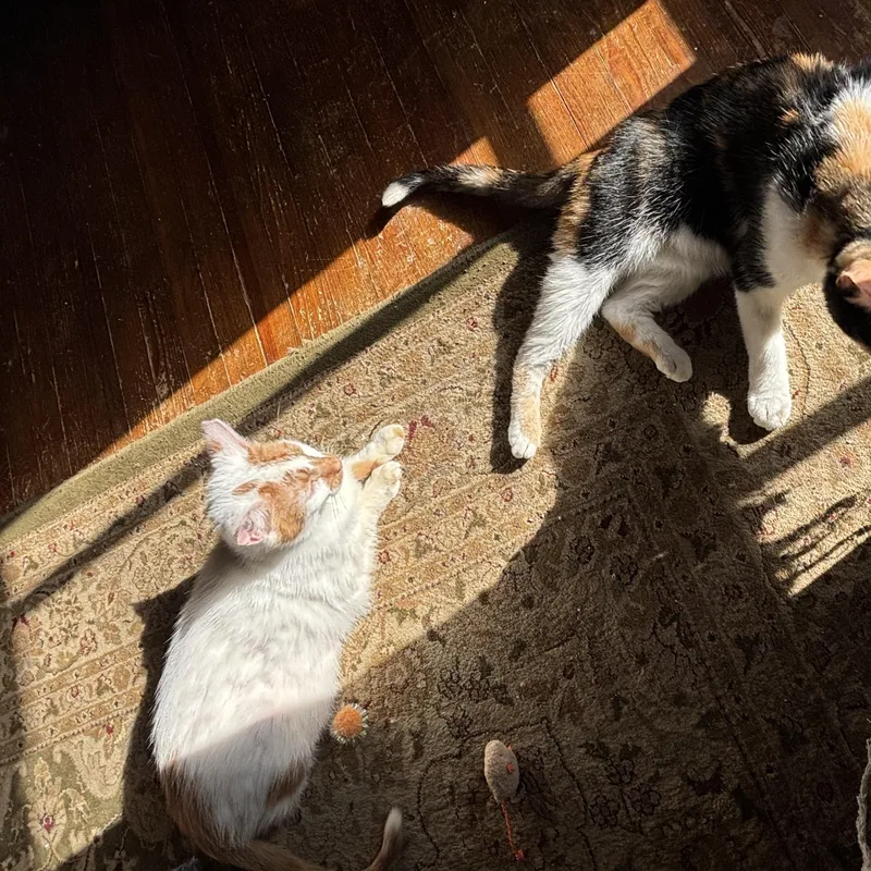 An adult medium-sized male Domestic Short Hair cat named Orion And Phoebe for adoption in Verona, PA