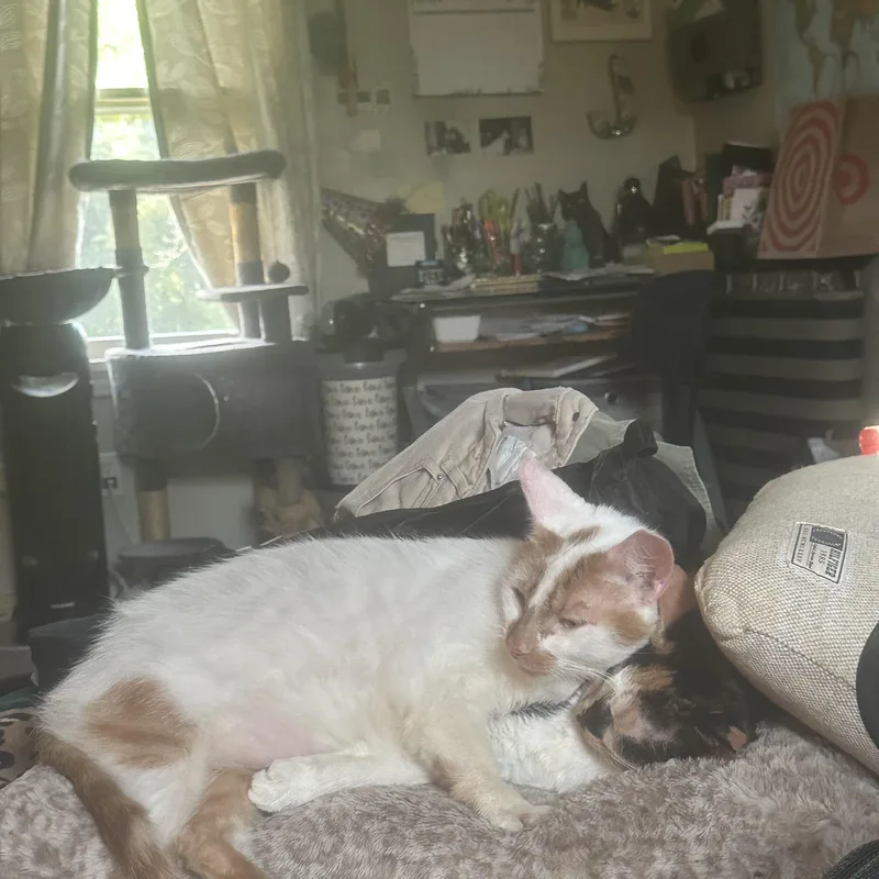 Orion And Phoebe thumbnail 3