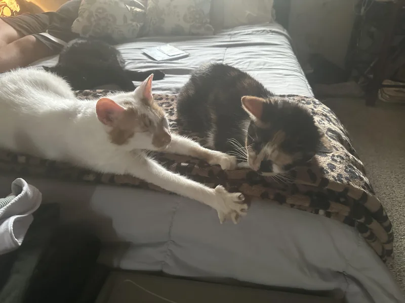 Orion And Phoebe thumbnail 4