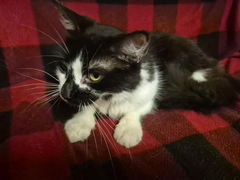 A young medium-sized female Black & White / Tuxedo Domestic Medium Hair cat named Jessie for adoption in Oviedo, FL