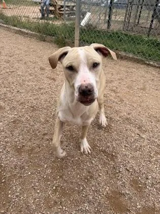 A young large-sized male Mixed Breed dog named Mordu for adoption in Divide, CO