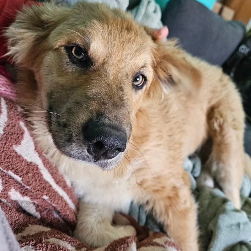 Chuckles thumbnail 2