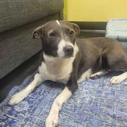 An adult medium-sized female Mixed Breed dog named Bonnibel for adoption in Memphis, TN