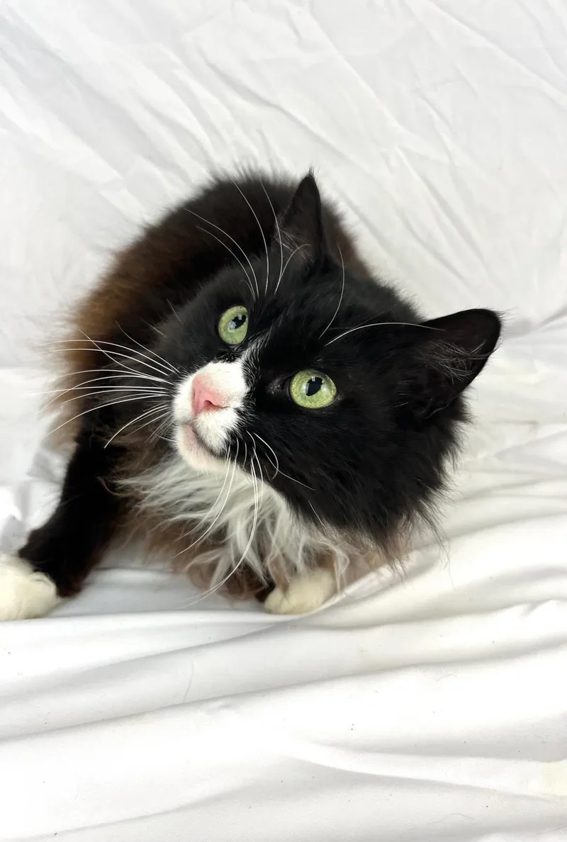 Princess  Gorgeous Long thumbnail 3