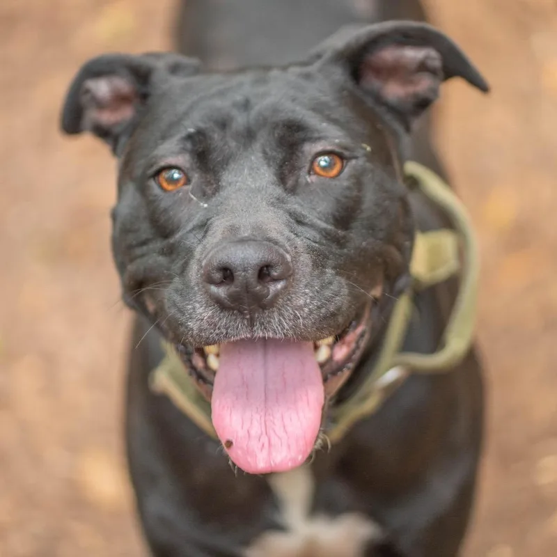 An adult medium-sized male Black Mixed Breed dog named Blackberry for adoption in Decatur, GA