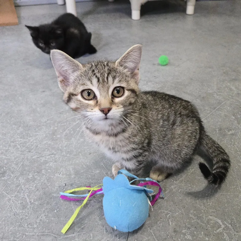 A baby medium-sized female Domestic Short Hair cat named Basil for adoption in Woodsfield, OH