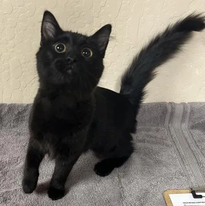 An adult small-sized female Domestic Short Hair cat named April O`neil for adoption in Phoenix, AZ