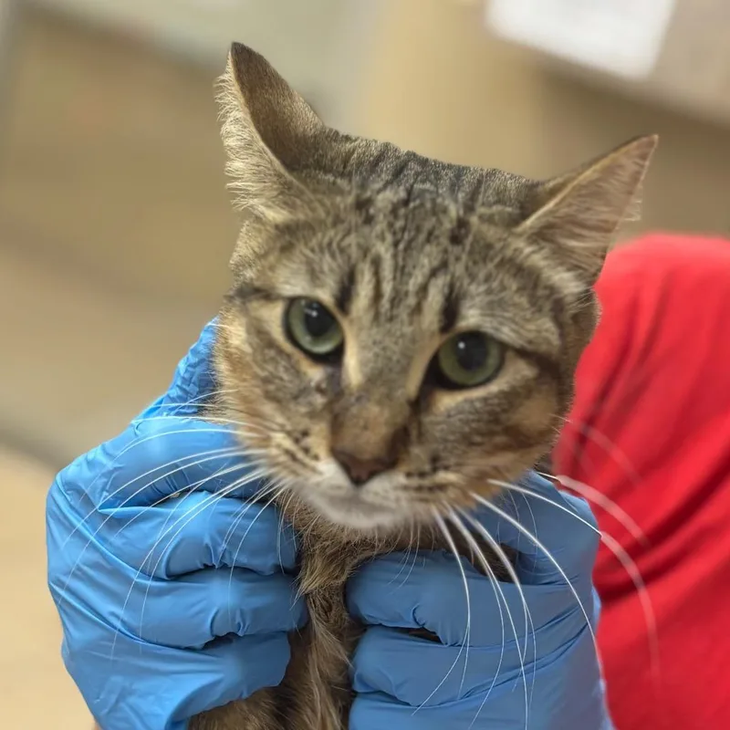 A young medium-sized female Domestic Medium Hair cat named Delhi for adoption in Birmingham, AL