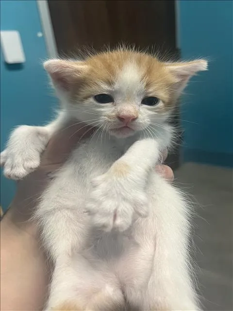 A baby medium-sized male Domestic Short Hair cat named Dreamsicle for adoption in Houston, TX