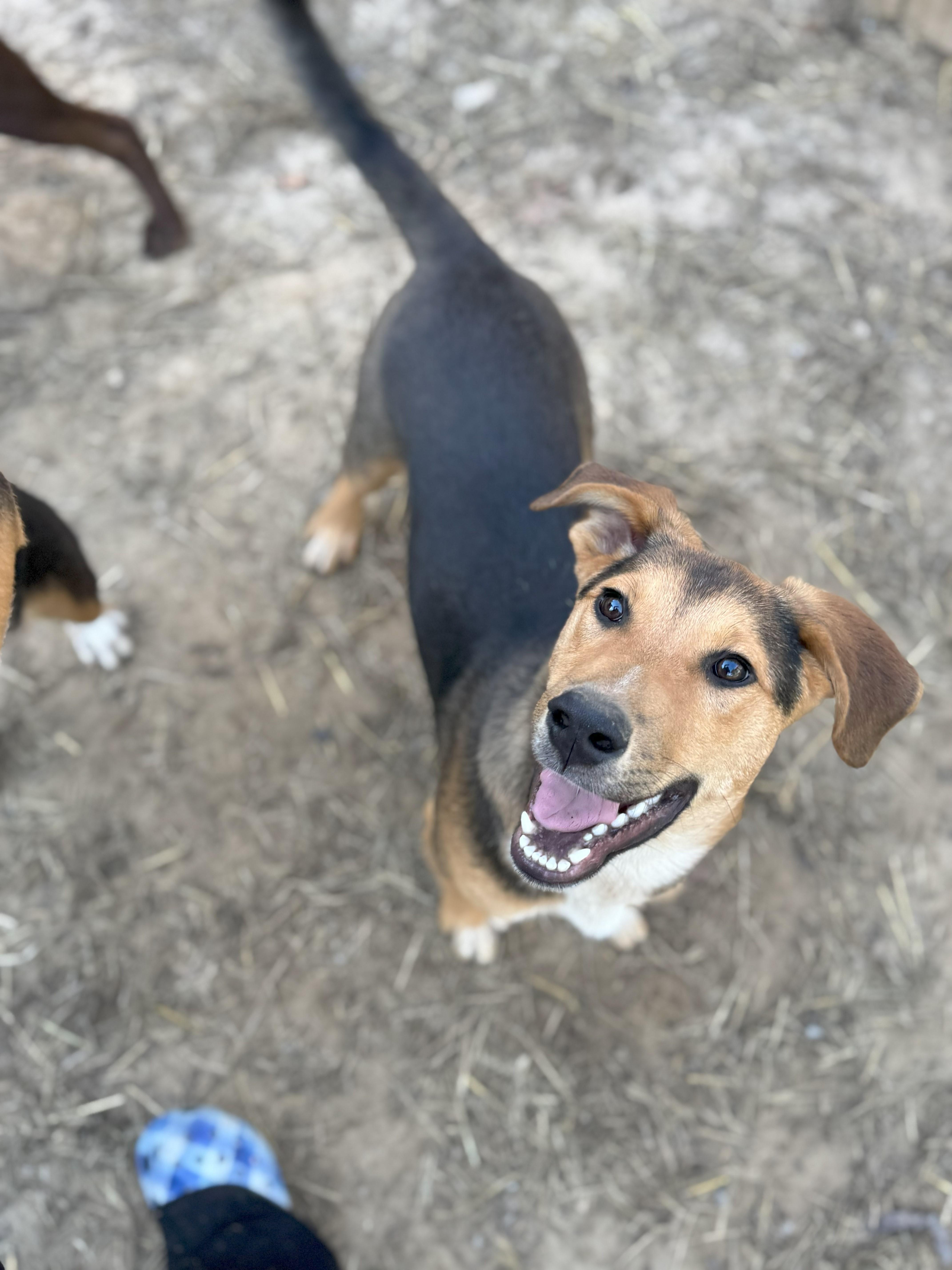 A young medium-sized male German Shepherd Dog dog named Alfonzo for adoption in Glenwood, AR