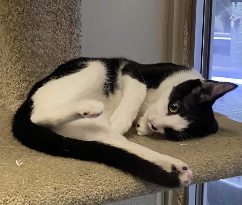 A baby medium-sized female Black & White / Tuxedo Domestic Short Hair cat named Marietta for adoption in Los Angeles, CA
