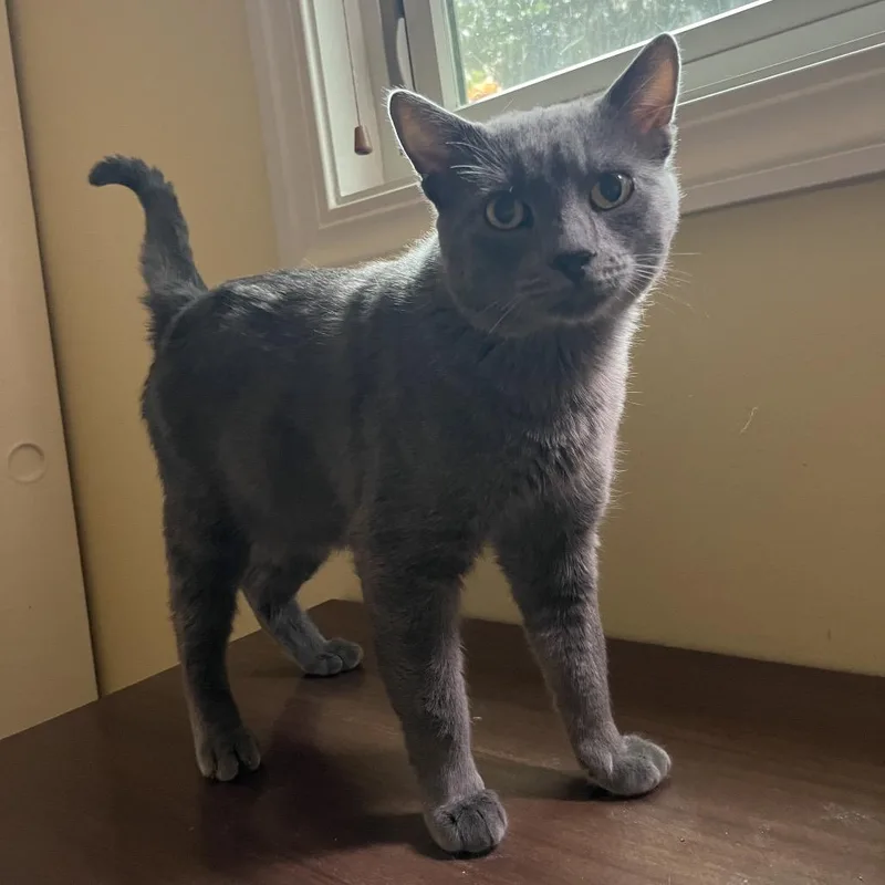 An adult small-sized male Gray / Blue / Silver American Shorthair cat named Smokey for adoption in San Diego, CA