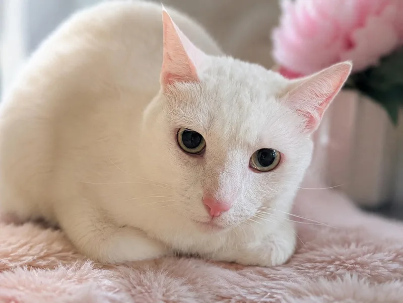 A young medium-sized female White Domestic Short Hair cat named Jilly for adoption in Medford, NJ