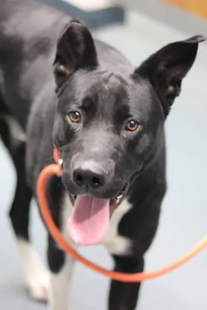 A young large-sized male Mixed Breed dog named Boomie for adoption in Walla Walla, WA