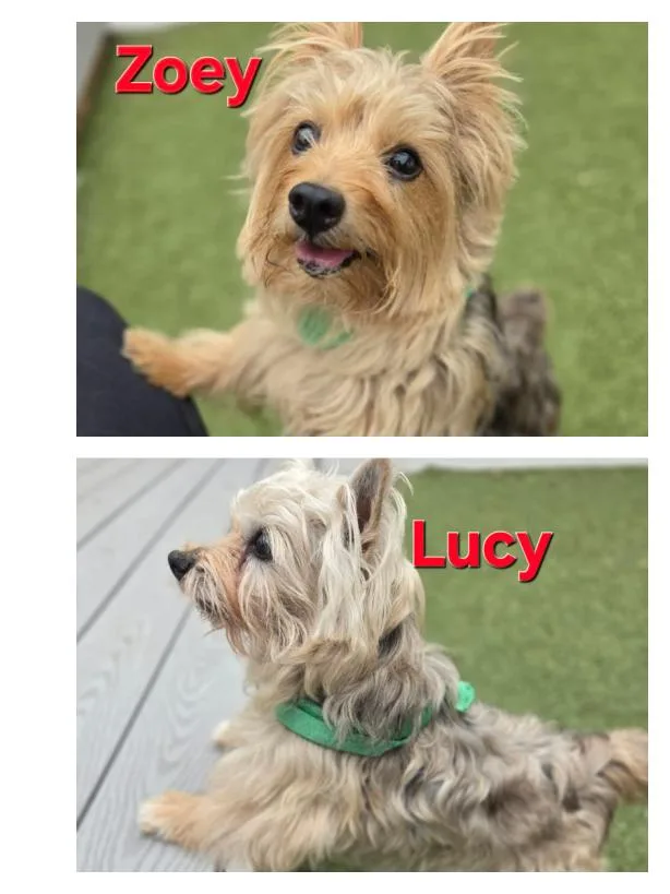 Zoey and Lucy