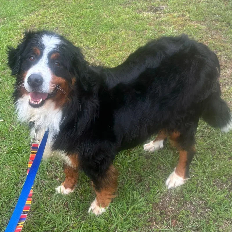 An adult large-sized female Bernese Mountain Dog dog named Zuri for adoption in Anniston, AL