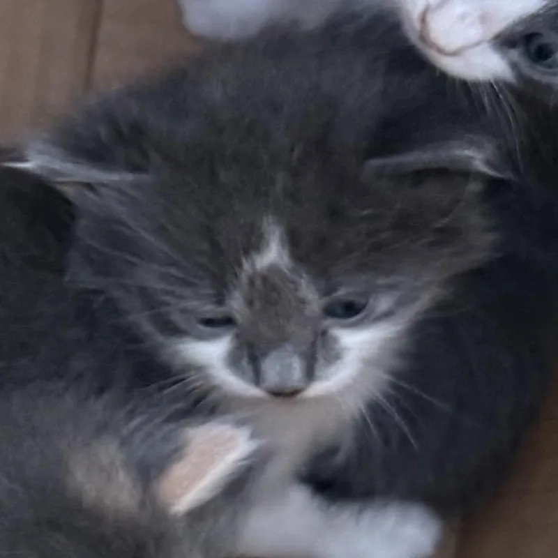 A baby small-sized female Gray / Blue / Silver Domestic Medium Hair cat named Froufrou for adoption in Boerne, TX