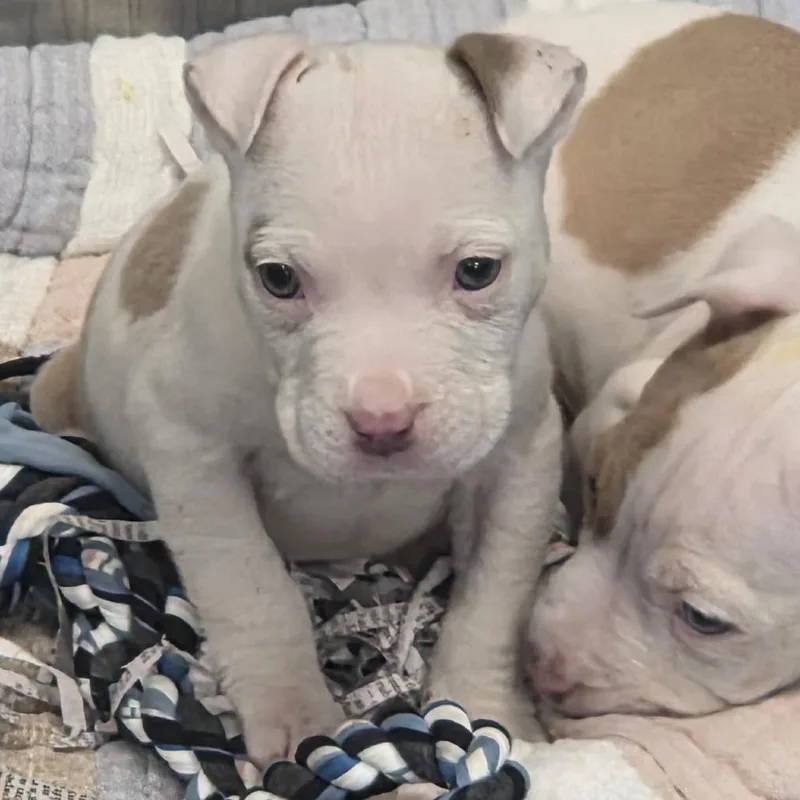 A baby small-sized female White / Cream Pit Bull Terrier dog named Sunflower for adoption in Chesapeake, VA