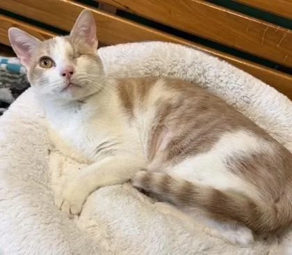 Pleakley thumbnail 2