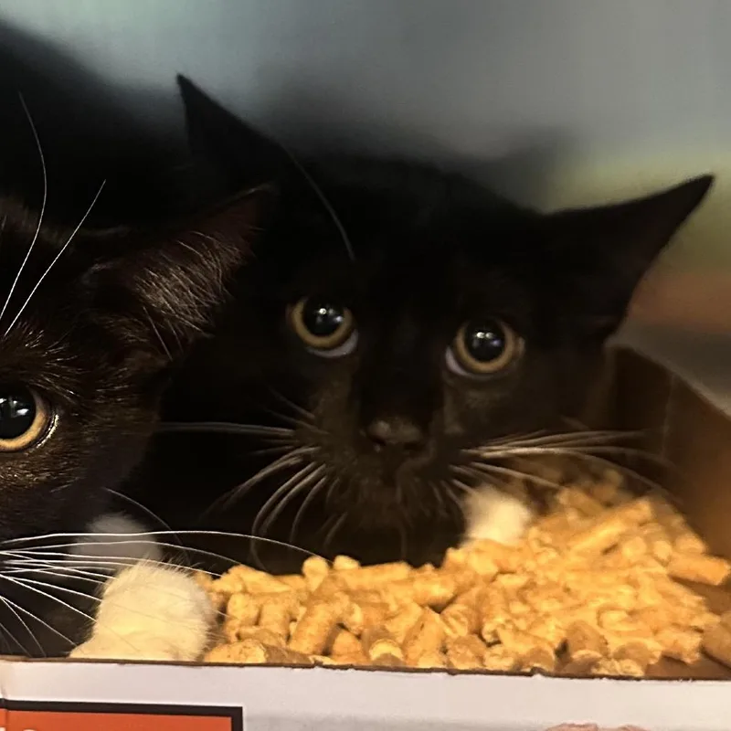 A young medium-sized male Black Domestic Short Hair cat named Somber for adoption in Rocky Mount, VA