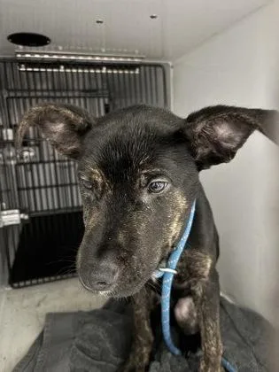 A young medium-sized male Dutch Shepherd dog named Finnley for adoption in Cumming, GA