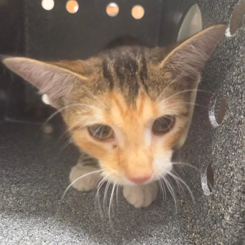 A young small-sized female American Shorthair cat named Sticks for adoption in Birmingham, AL