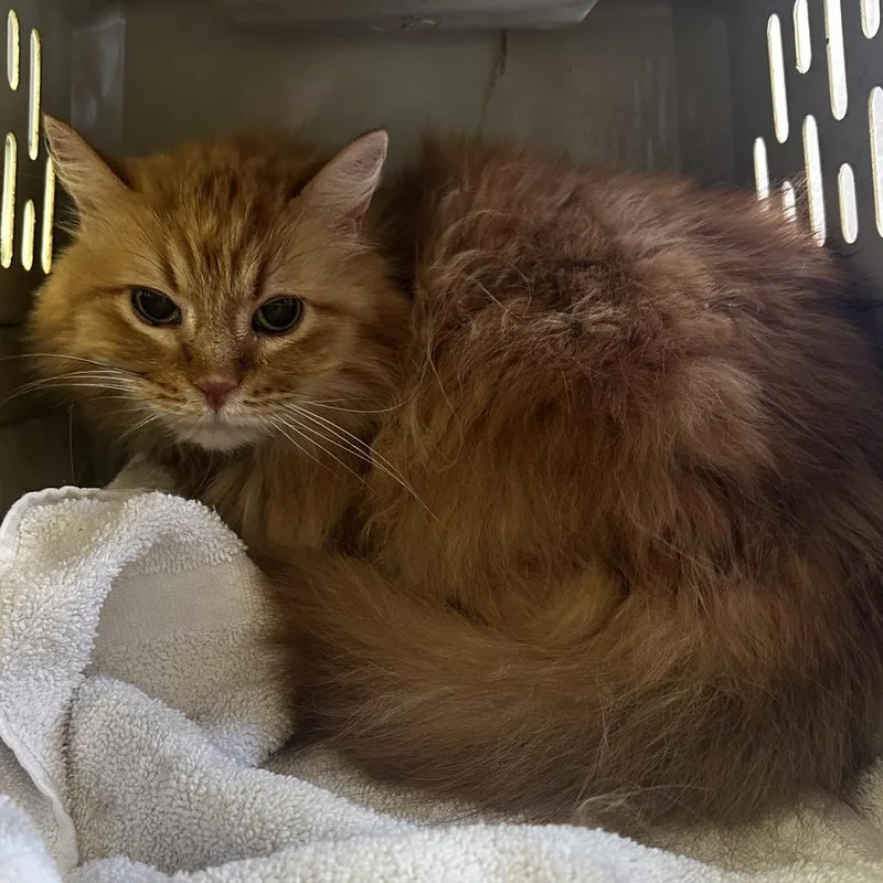 A senior medium-sized female Orange / Red Domestic Long Hair cat named Piddlepot for adoption in Warrensburg, MO