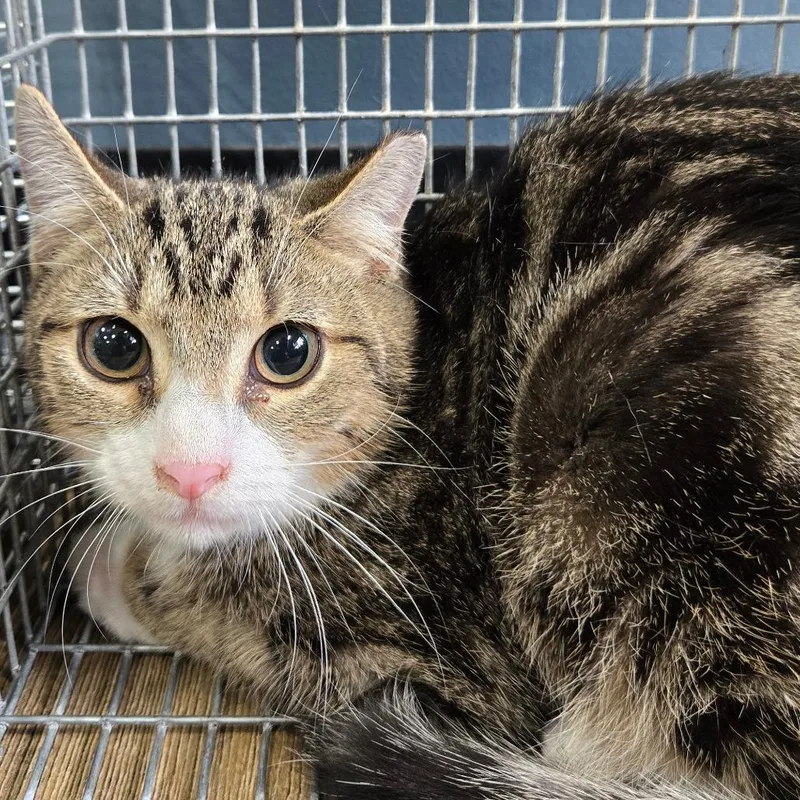 A young small-sized male Gray / Blue / Silver Domestic Short Hair cat named Connor Career Cat for adoption in Newark, NJ