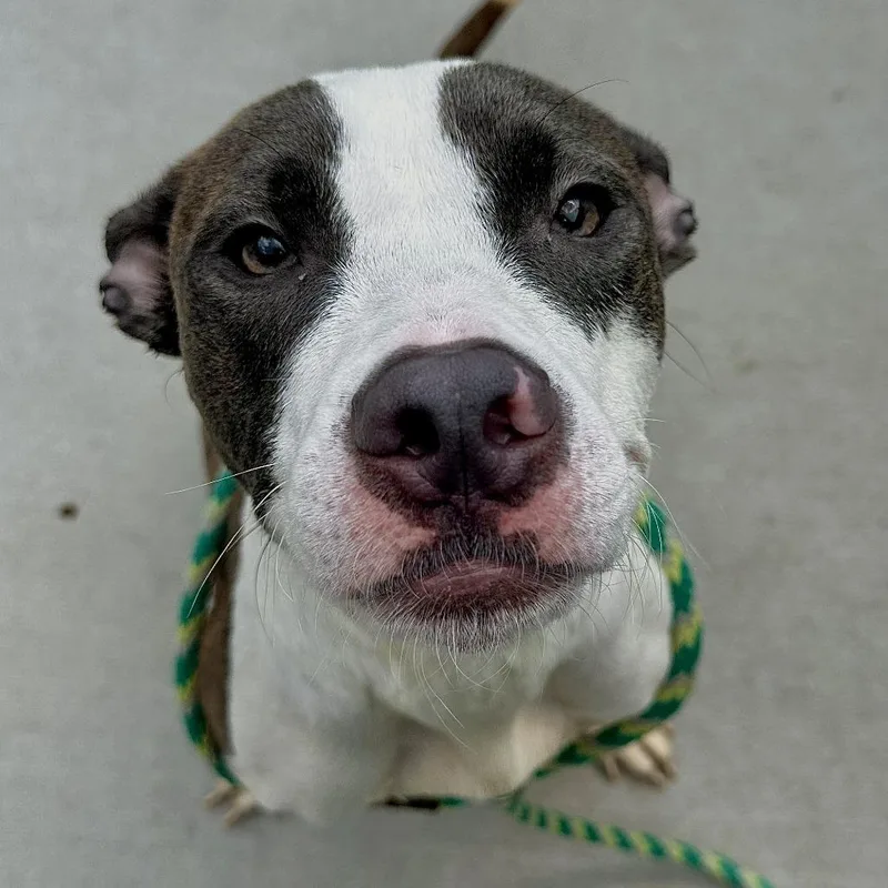 An adult medium-sized male White / Cream Pit Bull Terrier dog named Rain for adoption in Matteson, IL