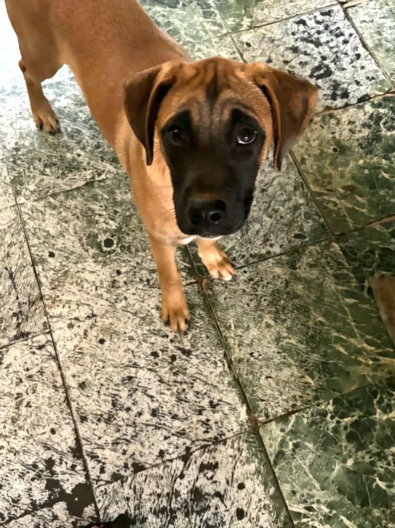 A baby medium-sized male Yellow / Tan / Blond / Fawn Boxer dog named Rocky Blue for adoption in Andover, MA