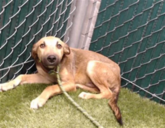 A young medium-sized male German Shepherd Dog dog named Jimmy for adoption in Downey, CA