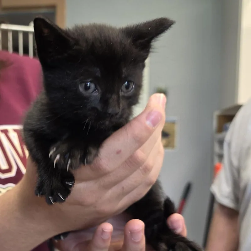 A baby small-sized female Domestic Short Hair cat named Flute for adoption in Easton, PA