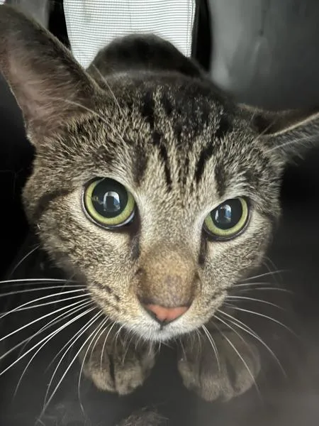 An adult medium-sized male Domestic Short Hair cat named Luno for adoption in Ridgewood, NY