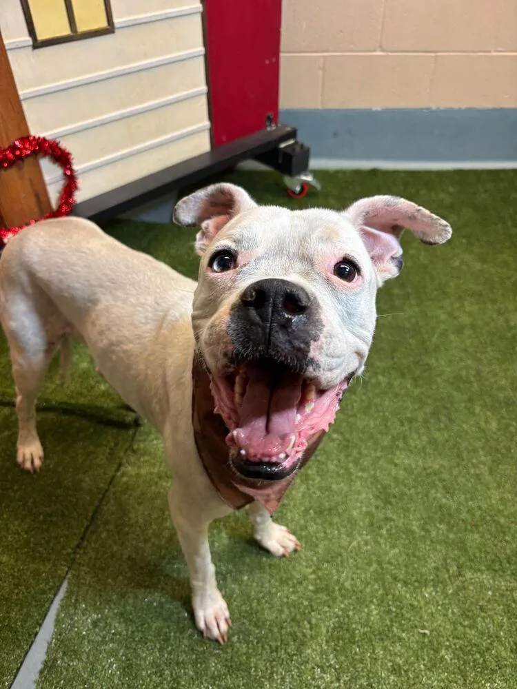 An adult medium-sized male Boxer dog named Bobby for adoption in Denver, CO
