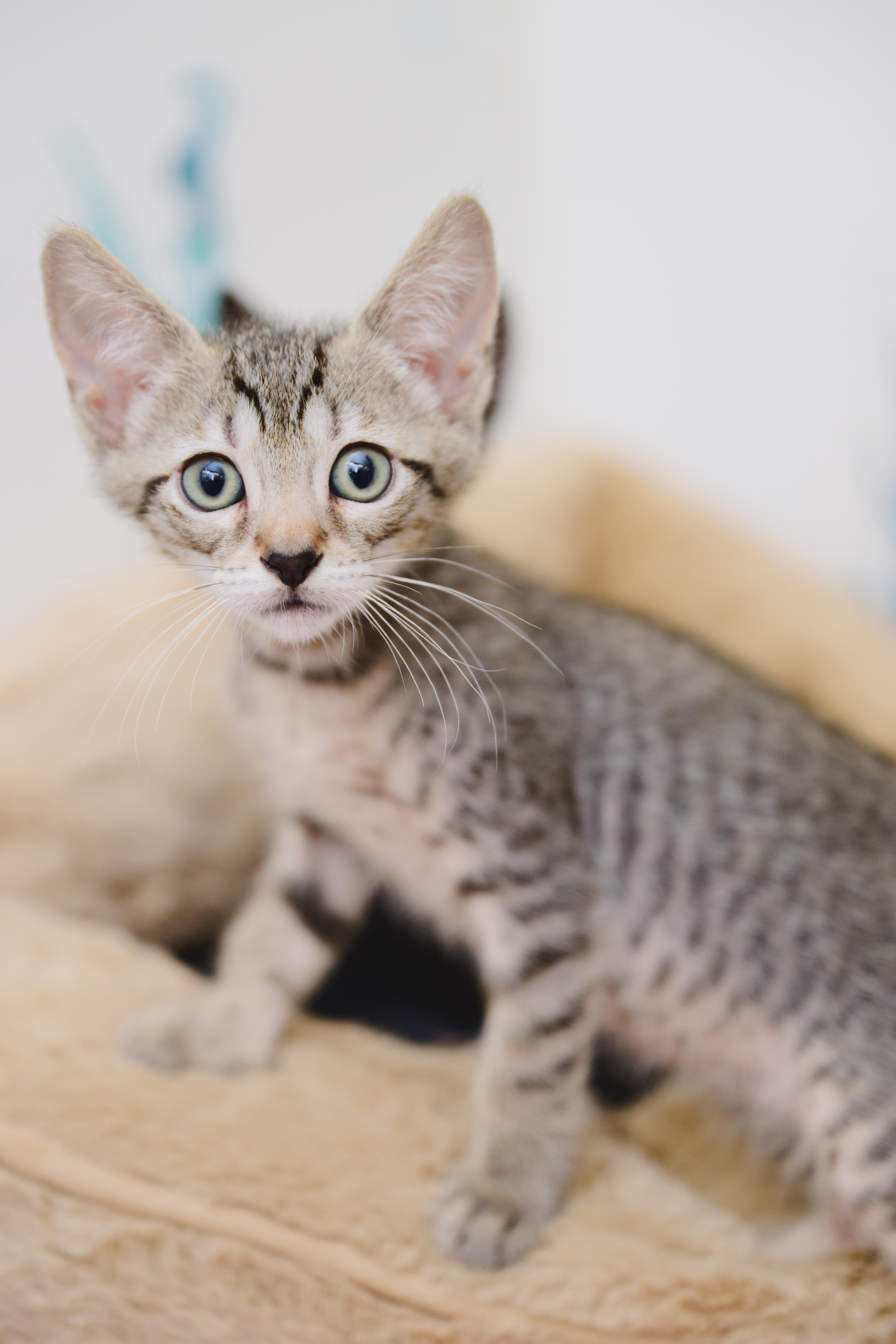 A baby small-sized male Domestic Short Hair cat named Doppio for adoption in Honolulu, HI