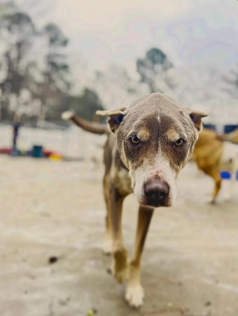 A senior large-sized male Brown / Chocolate Chocolate Labrador Retriever dog named Quincy for adoption in Roswell, GA